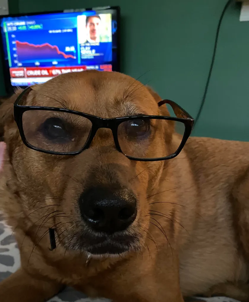Maxi, the golden retriever meme coin trader, wearing glasses while watching financial charts on a TV screen